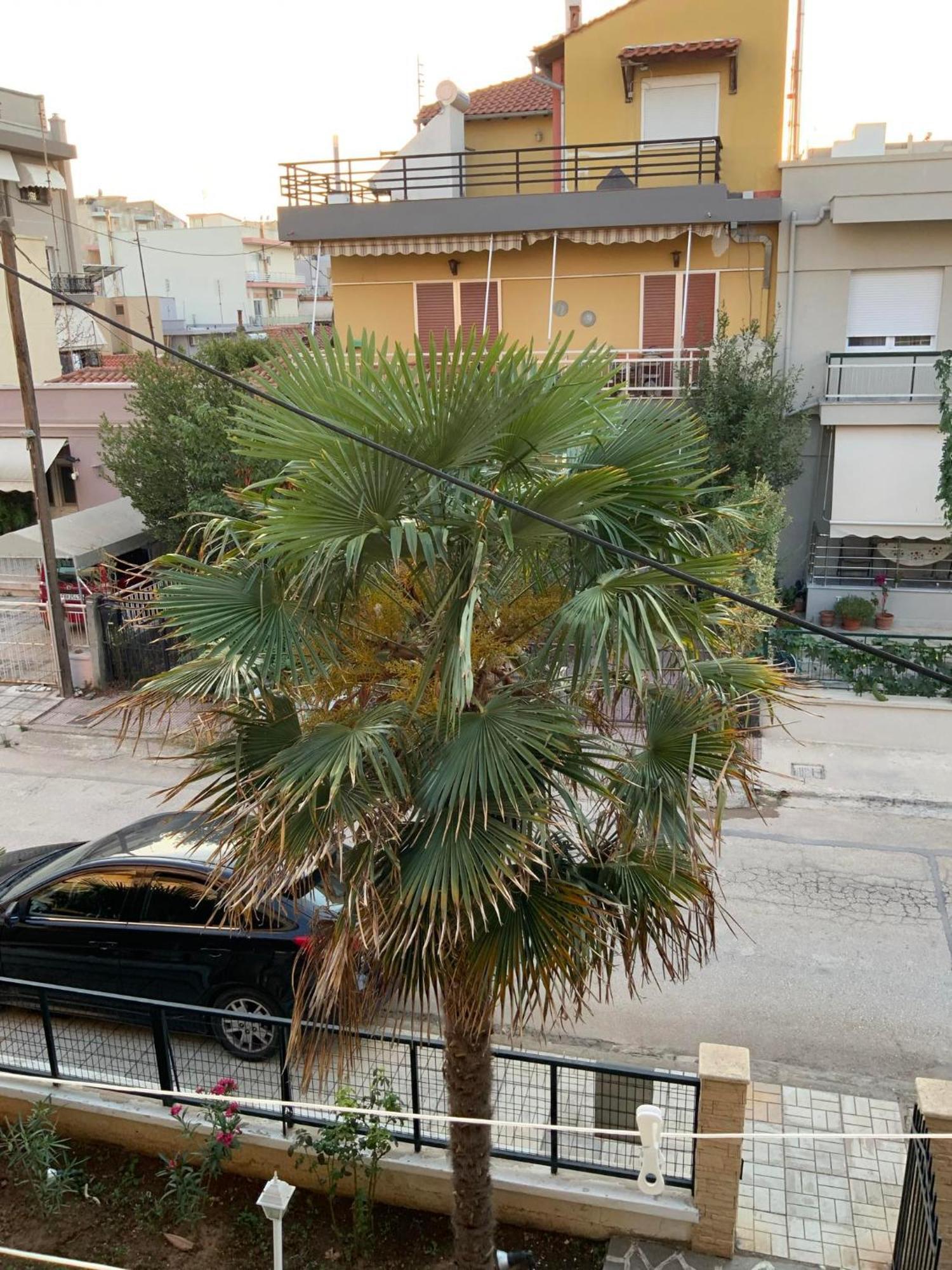 Palm Leaf * Alexandroupoli